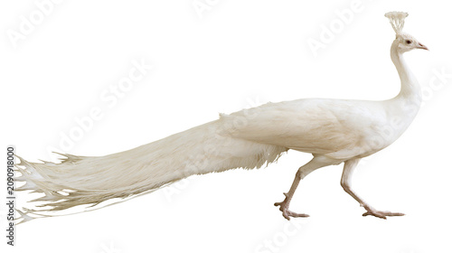 Bild auf Leinwand Elegant white peacock with long tail feathers, isolated on transparent backgroun