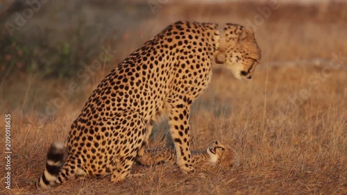  Cheetah mother biting her cub