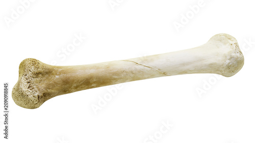 Tableau sur toile Weathered animal femur bone with cracked shaft, isolated on transparent backgrou