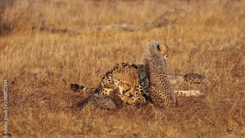  Cheetah mother with 4 cubs in golden light.