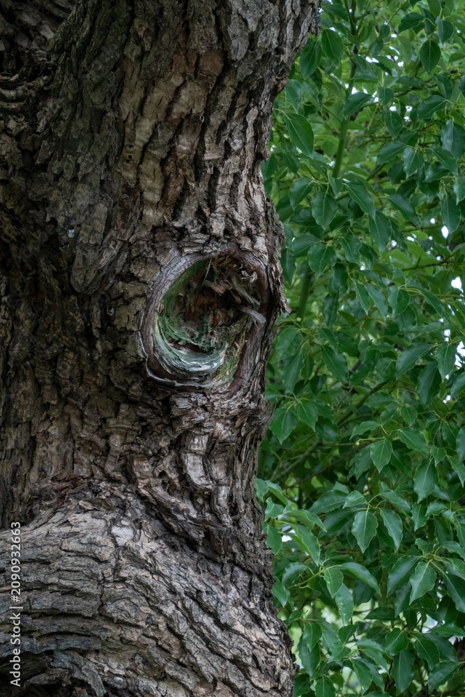 Obraz premium Detailed view of weathered tree bark with a prominent knot, set against a vibrant emerald green leaf background. A visual study of organic texture, resilience, and natural complexity.
