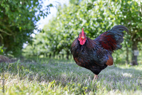 Black rooster standing on grass with blurred green foliage and sunlight, showing vibrant red comb. High quality photo