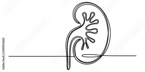 Fotografía Continuous single line drawing of a human kidney organ for medical health and an