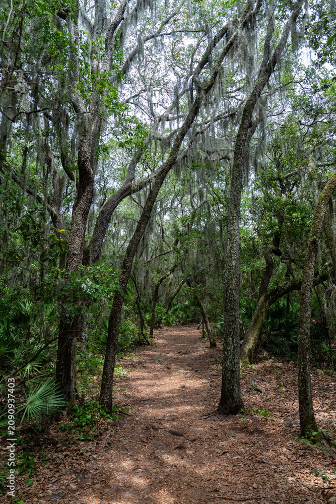 Fototapeta premium Florida path through the woods