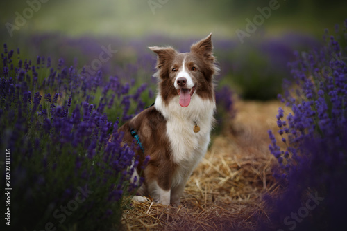 Beautiful smart border collie dog standing on straw path in blooming lavender field. Active happy purebred domestic pet looking at camera outdoors, purple flowers garden summer nature background