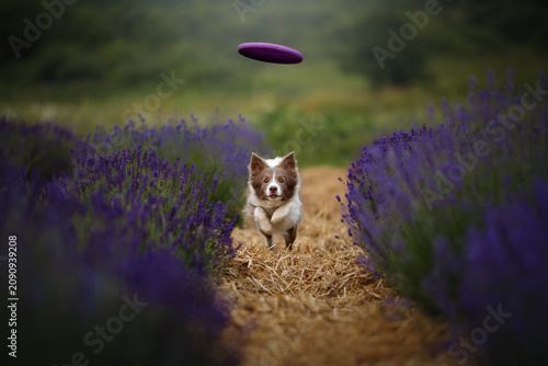 Active border collie dog jumping to catch purple flying disc toy in lavender field. Fast purebred pet running on straw path outdoors. Smart domestic animal training in summer nature background