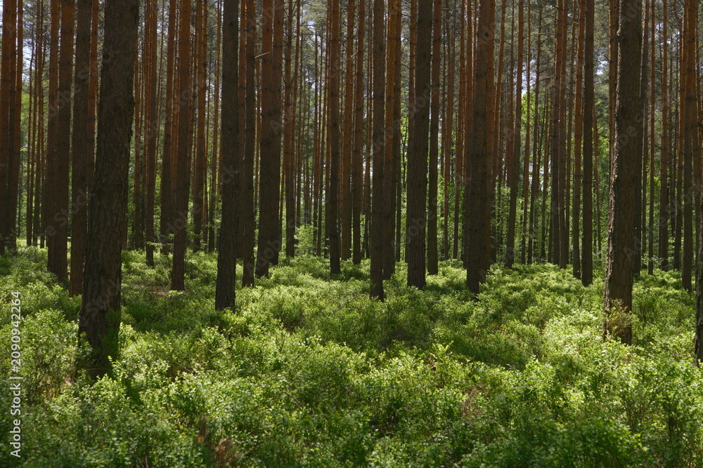 Obraz premium Sunlight Filters Through a Dense Pine Forest Canopy Illuminating Lush Green Undergrowth with Dappled Light Creating a Tranquil Natural Woodland Scene
