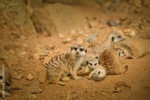 Family group of meerkats sitting and resting together on sandy ground. Social behavior of wild animals in zoo environment.	