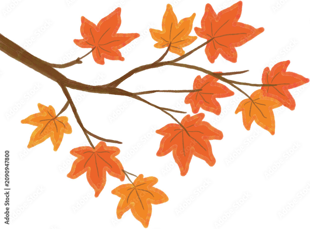 Fototapeta premium Cute maple tree branch with orange autumn leaves, hand drawn crayon style foliage vector