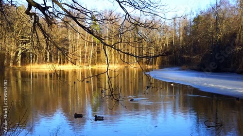 Ducks on a lake in a spring forest