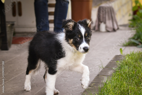 Obraz na plátně Adorable tricolor Border Collie puppy standing outdoors with one paw raised
