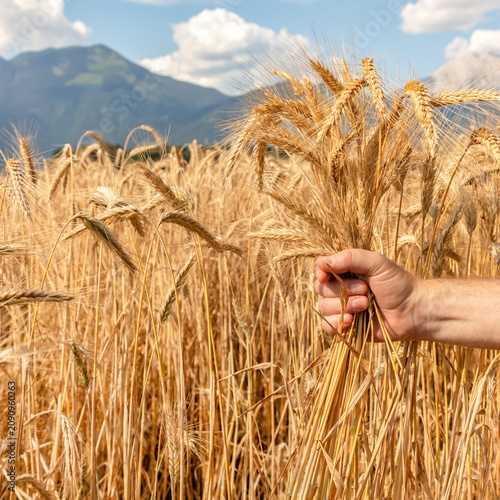 фотографія Hand holding ripe wheat ears in a golden field with mountain landscape in the background