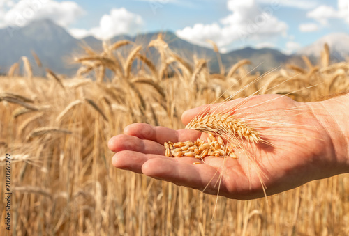 Fotografie Golden ear of wheat and grains resting in an agronomist's hand against a blurred wheat field