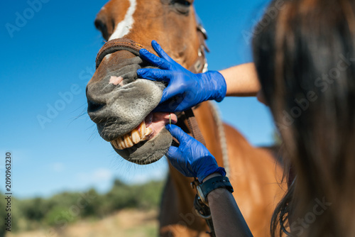 Photography Equine veterinarian examining horse teeth during a checkup