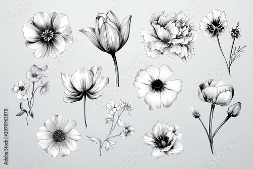 Detailed floral etching and botanical engraving set