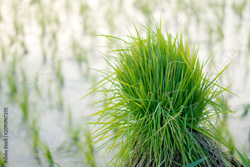 Close up of young rice seedling bundle or paddy sprouts ready for transplanting in a flooded paddy field, traditional Asian agriculture concept.