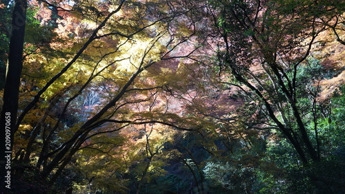 秋の陽光が差し込む静寂な森と紅葉風景