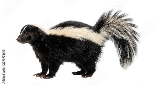 Foto Black and white skunk with a bushy striped tail and sharp claws standing sideway