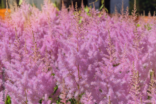 Pink flowers. Astilbe is grown as garden plants. Cottage garden in sunny day. Blooming bright purple flowers. Perennial herbaceous plant.