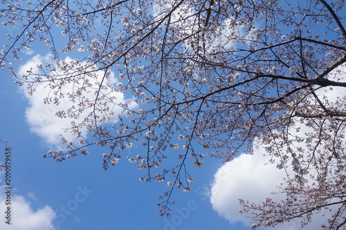 Bild auf Leinwand close up of cherry blossoms in japan