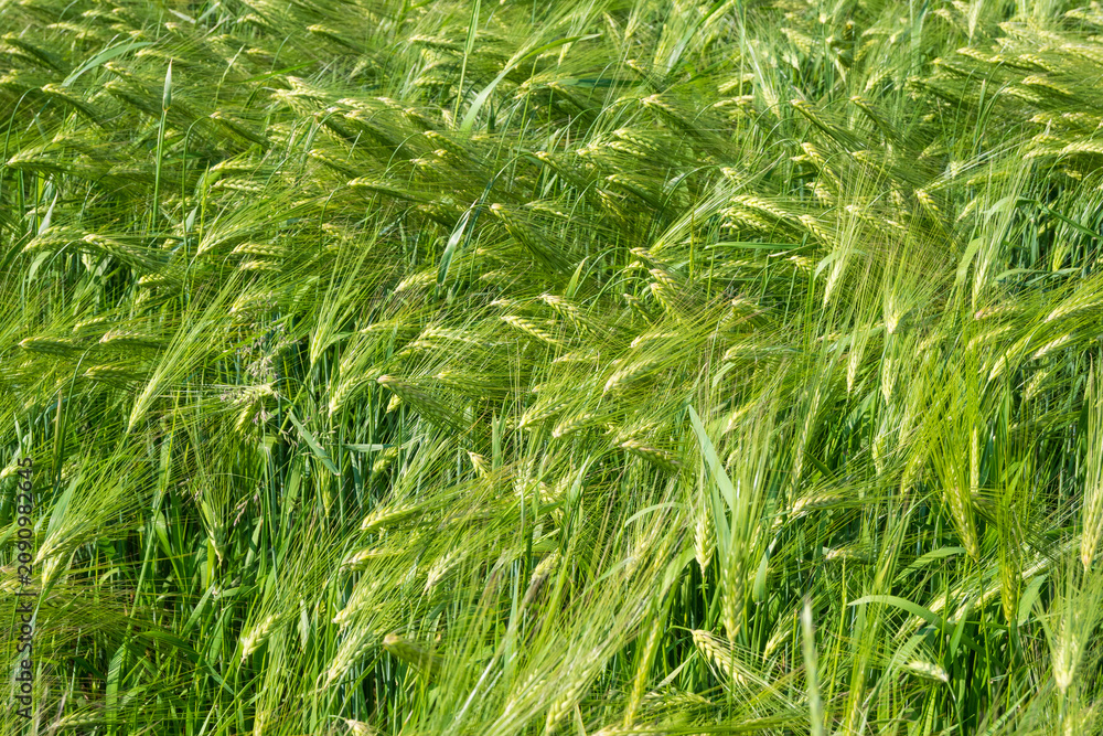 Fototapeta premium Horizontal close-up of green barley stalks and ears intertwined, creating a natural, organic texture. Great for botanical patterns, eco-friendly backgrounds, and nature photography.