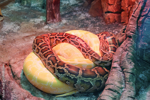 Coiled albino and Burmese pythons resting together in a naturalistic terrarium with tree roots and rocky surroundings.