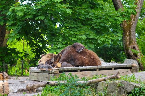 Brown bear sleeping on a wooden platform in a natural zoo enclosure surrounded by lush green trees.
