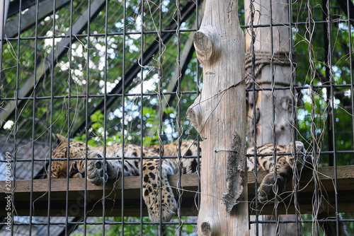 Sleeping leopard resting on a wooden platform inside a zoo enclosure surrounded by trees and metal fencing.