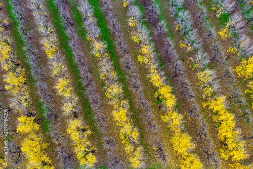 Aerial downward view of a productive pecan orchard at Biniguy, NSW, showing orderly rows of mature trees at different growth stages. Some trees are covered in bright yellow catkins
