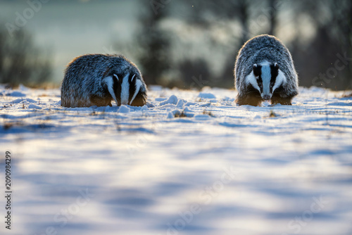 Two European badgers foraging for food in the snow during winter. Wild animals with black and white striped heads searching the snowy ground in beautiful rim light at dusk or dawn.