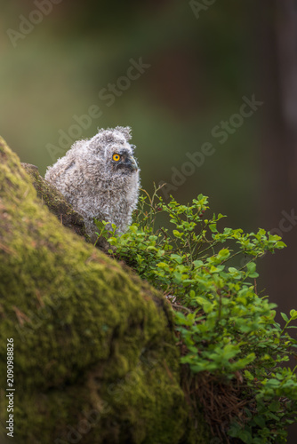 A cute long-eared owl chick, Asio otus, sitting on a mossy branch in a green forest. The fluffy owlet with bright yellow eyes looks at the camera, surrounded by blueberry bushes in spring.