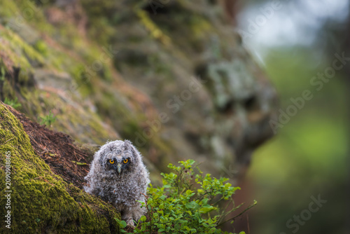A cute long-eared owl chick, Asio otus, sitting on a mossy branch in a green forest. The fluffy owlet with bright yellow eyes looks at the camera, surrounded by blueberry bushes in spring.