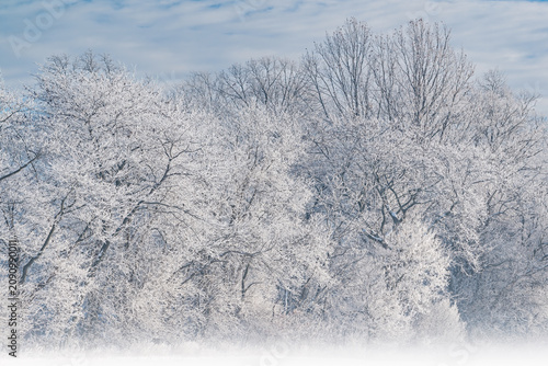 Принти на полотні Hoarfrost encases a forest of bare trees in fog on a frigid winter morning, Mich