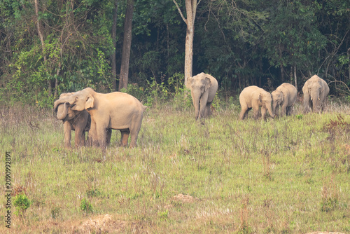 Tableau sur toile Elephas maximus Elephant herds gather to consume minerals in their natural habitat