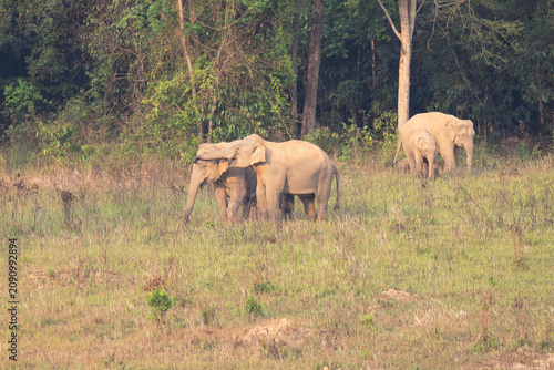 Quadro su tela Elephas maximus Elephant herds gather to consume minerals in their natural habitat