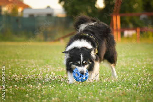 Border Collie running across a meadow carrying a blue rubber ball toy during outdoor training or play session. Action shot captured in warm golden evening light, highlighting movement, intelligence,
