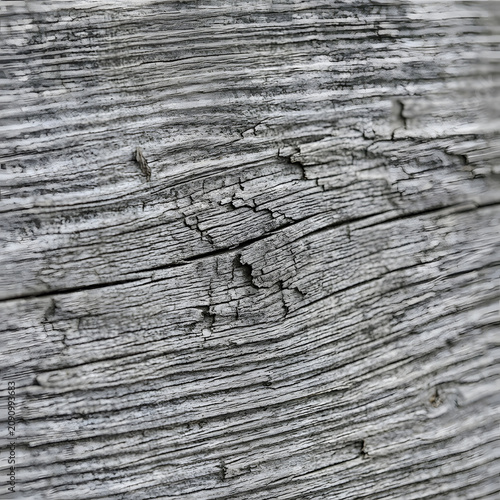 Extreme macro of aged weathered Japanese cedar temple wood showing beautiful silver grey grain and natural cracking pattern, wabi-sabi concept