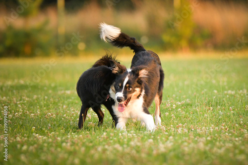 dogs standing and interacting on a grassy meadow during outdoor playtime, with a blue rubber ball toy lying on the ground. Scene shows natural dog communication, social play behavior, and relaxe	
