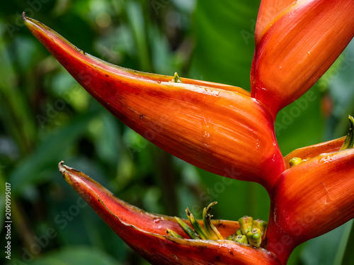 Extreme macro of vibrant tropical heliconia flower showing rich orange and red petal detail with natural bokeh, tropical nature concept