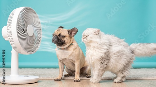 the funny, wind-blown expressions of a dog and cat cooling off in front of a fan.