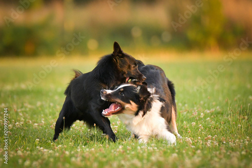 dogs standing and interacting on a grassy meadow during outdoor playtime, with a blue rubber ball toy lying on the ground. Scene shows natural dog communication, social play behavior, and relaxe	
