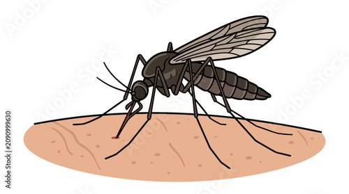 Vector illustration of a black mosquito biting human skin isolated on white background