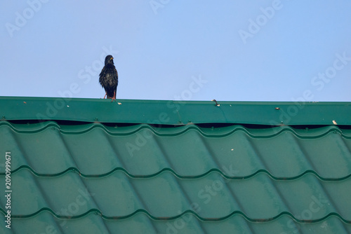 Blackbird perched on birdhouse roof against blue sky