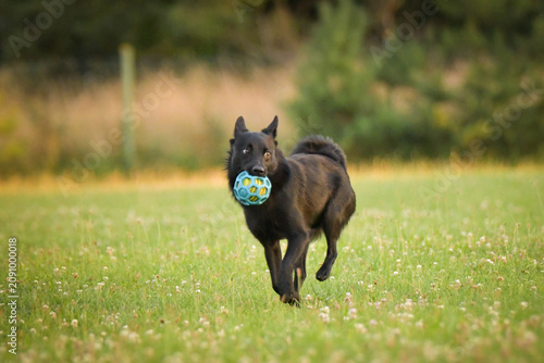 Small black dog running in green meadow while carrying a blue rubber ball toy in mouth. Playful pet enjoying outdoor activity in summer field with soft blurred background.	