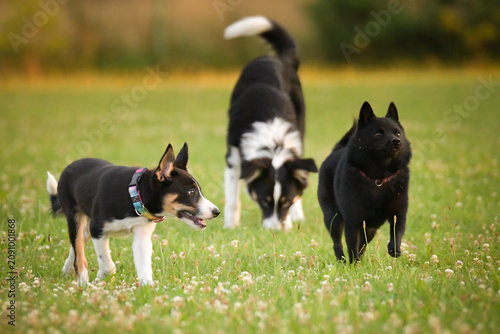 dogs standing and interacting on a grassy meadow during outdoor playtime, with a blue rubber ball toy lying on the ground. Scene shows natural dog communication, social play behavior, and relaxe	
