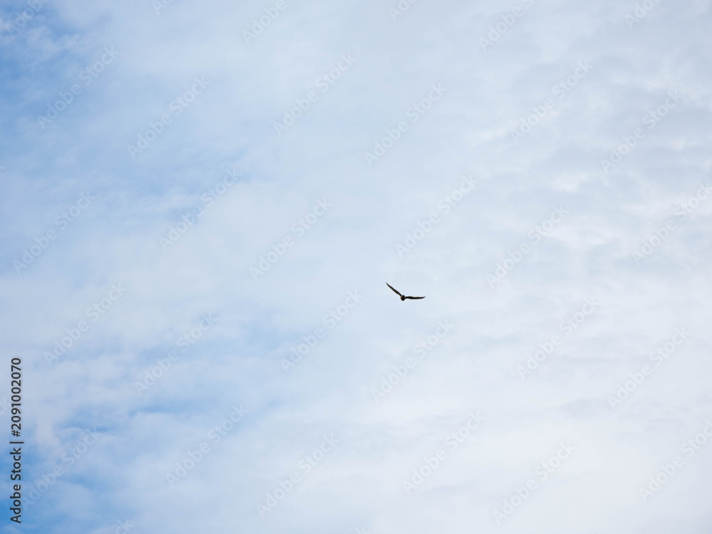 Obraz premium Single wild bird flying high in the blue sky with soft white clouds background
