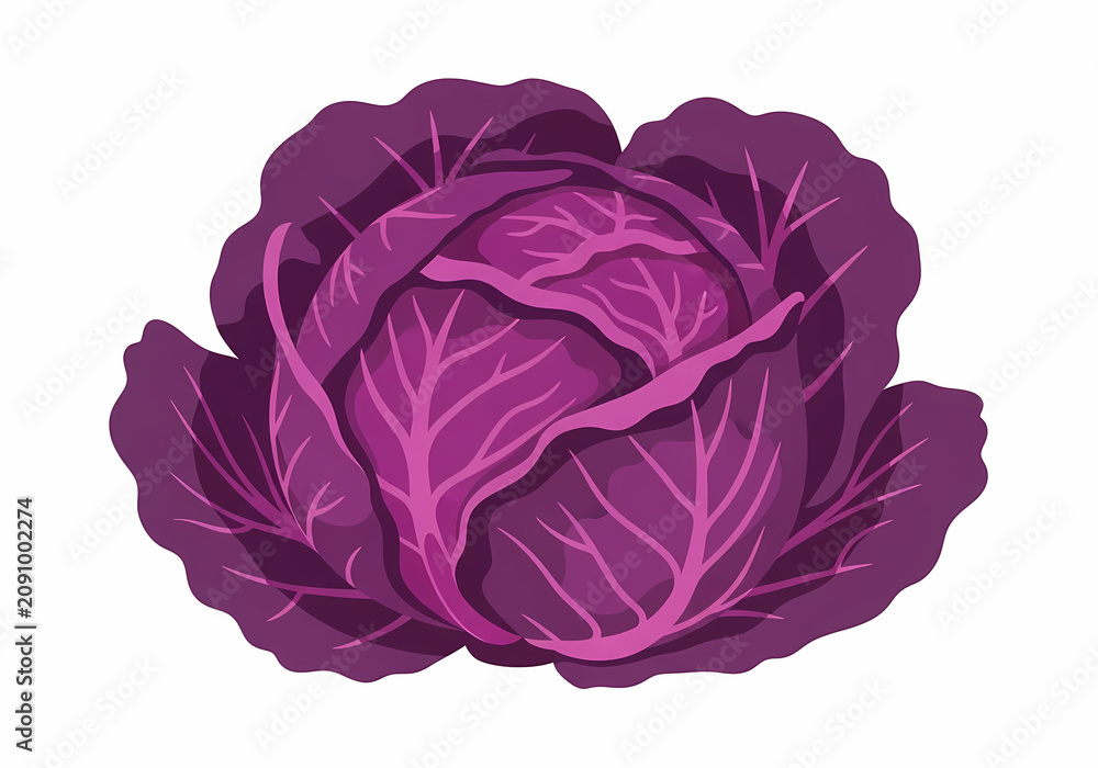 Obraz premium Red Cabbage Vector Illustration, Fresh Purple Cabbage Vegetable Isolated on White