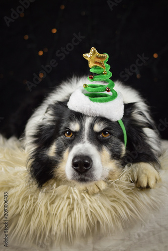 Border collie resting on fluffy rug wearing Christmas tree headband, festive holiday portrait	
