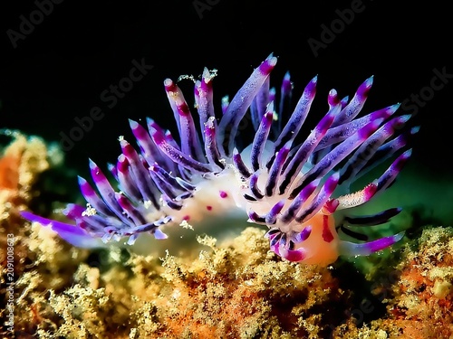Bild auf Leinwand Colorful nudibranch underwater macro