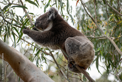 Canvas Print Koalas are iconic Australian marsupials known for their tree-dwelling, leaf-eating lifestyles
